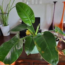 PENDING PICK UP - Philodendron Green Congo And Silver Sword