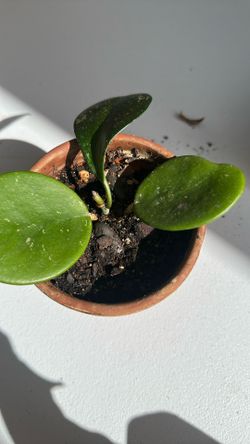 Hoya Obovata Splash Plant