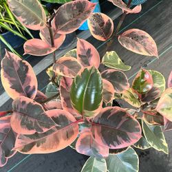 Ruby Ficus Elastica In a 10 Inch Pot