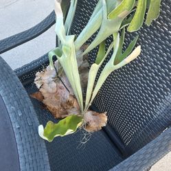 Plants