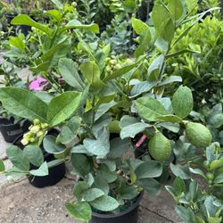 Pondarosa Lemon Tree 