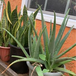 Plant Plants Aloe Vera And Snake Plant