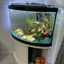 fishbowl, pecera, 50 gallons, filters fish motor table