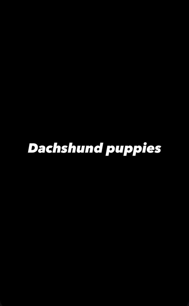 Dachshund Puppies
