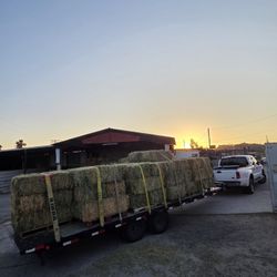 ALFALFA MAZE CHICKEN FEED