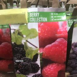 2 X Berry Collection Seedling Plants 1ft Ready To Plant Thumbnail