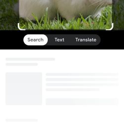 Adult Rabbit For Free