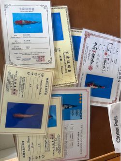 Rehoming high end Japanese koi imported from Japan