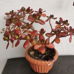 the Jade flower season almost gone. This is the last pot of red  Blooming  lucky red Jade plant old money tree 幸运发财树