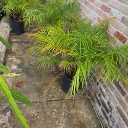 Robellini Palm 5gallon 