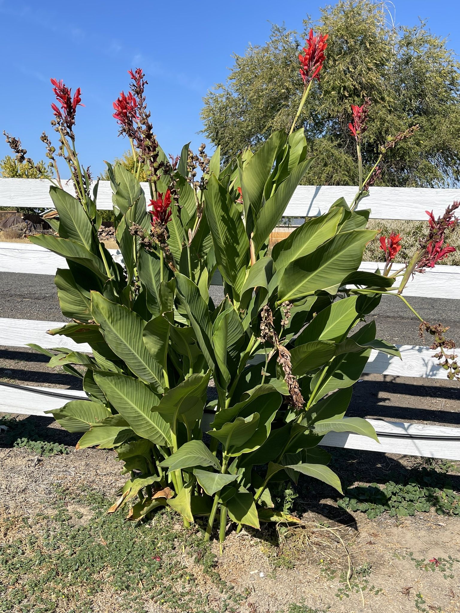 Canna Lily Bulbs