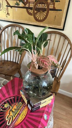 Calathea On Water