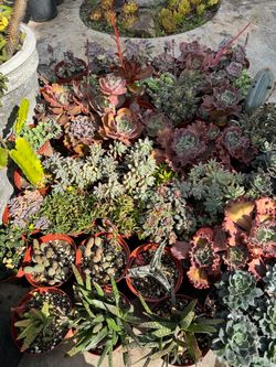 Succulent plants