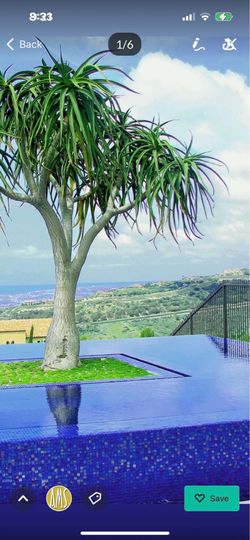 Hercules Aloe Tree Xeriscape Dry Scape Drought Tolerant Cactus Succulent Plant Plants Pups Trimmings Garden Flowers