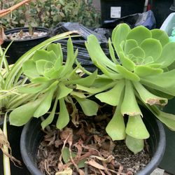 Aeonium Succulent And Spider Plants In 5 Gallon Pots.  