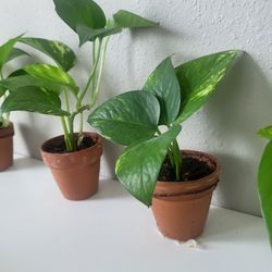 Golden Pothos or Devil’s Ivy  Plant in a clay pots 
Chk pixs 4 detail plz