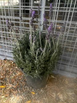Levender plant