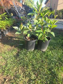 Nance trees