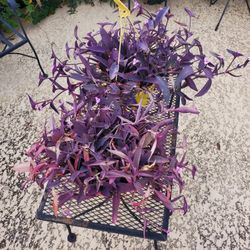 Purple Heart Plants. (Jew) 