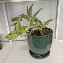 Plants 