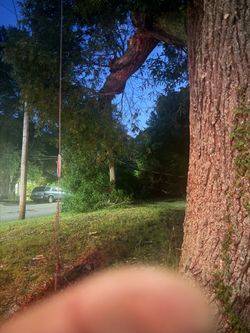 Free oak