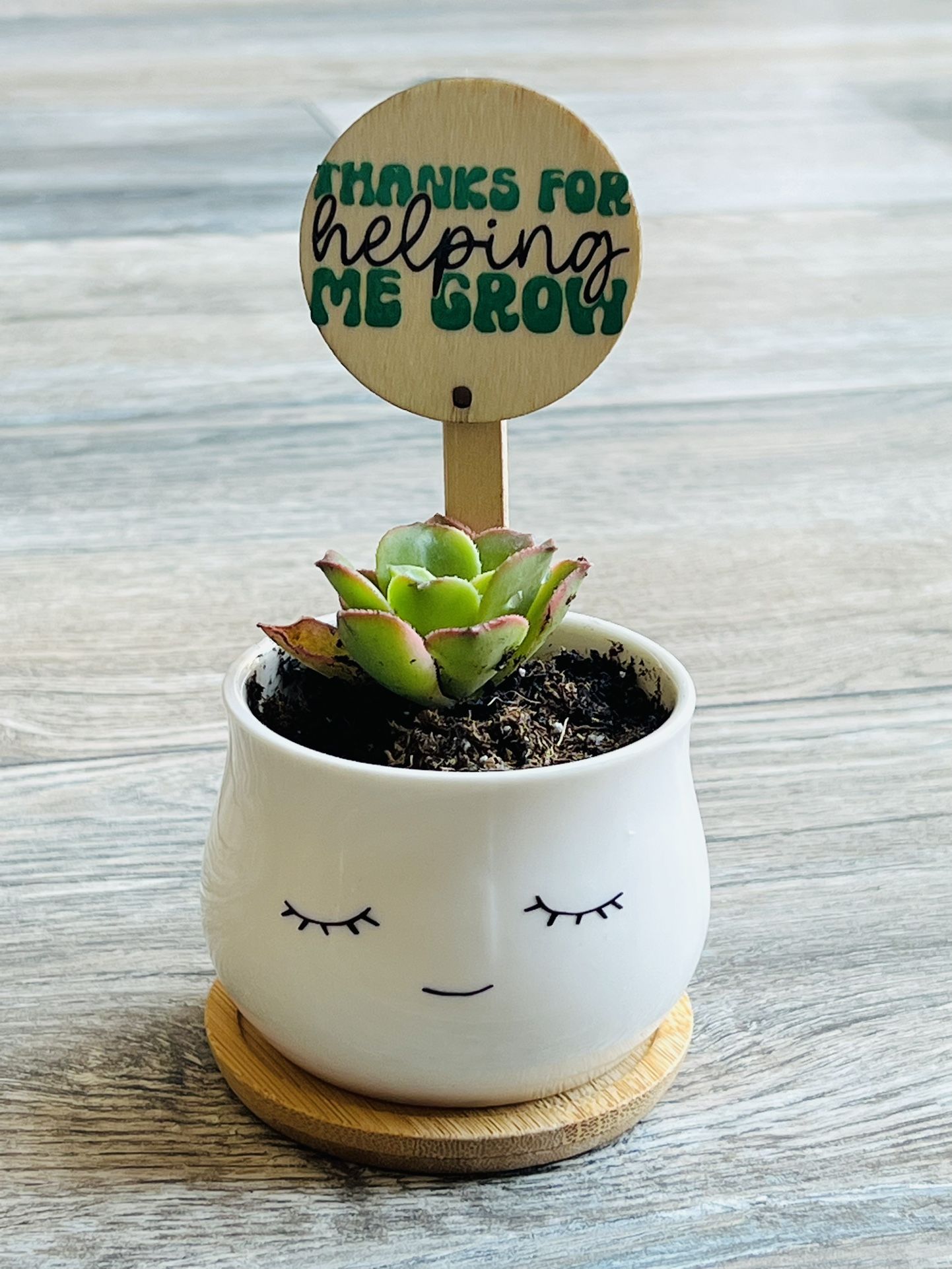 Succulent Plant And Personalized Ceramic Pot