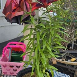 Lily