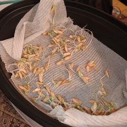 Cantaloupe Start Seeds 