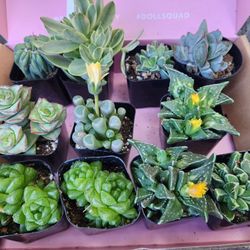SUCCULENT SALE. THIS WEEK IN SAN LORENZO  DM ME FOR APPT PLEASE