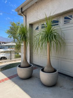 6–7 FT Ponytail Palm in Large Concrete Pot – $300