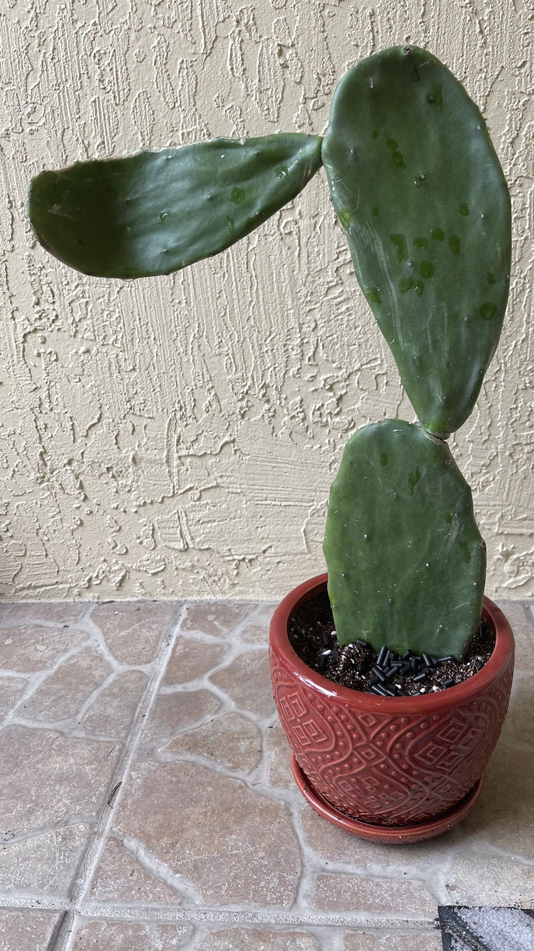 Opuntia Nopal Prickly Pear Cactus 