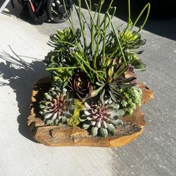 Artificial Succulent Centerpieces 