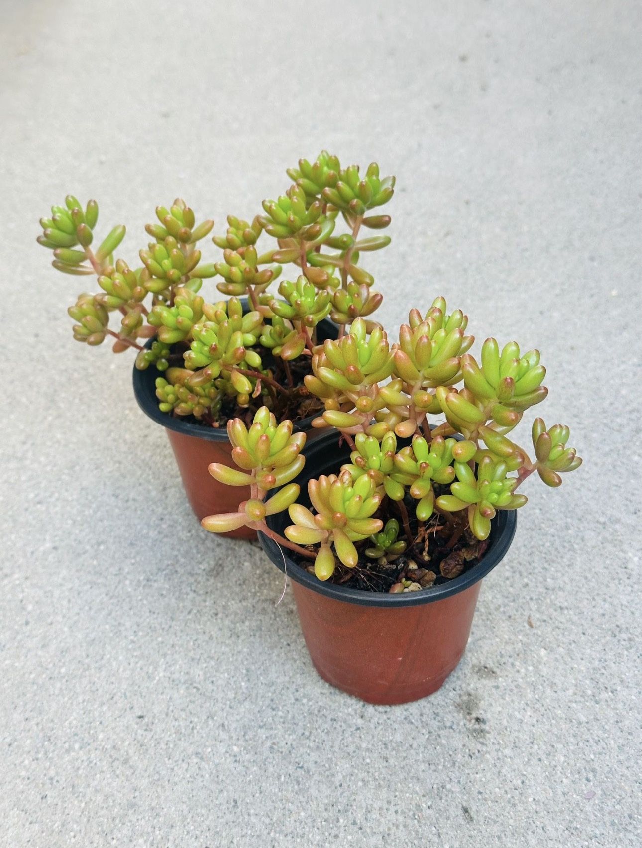 Succulents plants 🪴（2 for $5）