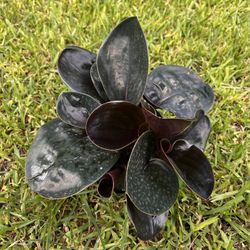 GEOGENANTHUS CILIATUS (“6 Pot)  Show Stopper, Trendy, Tropical, Exotic 