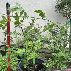 Super Excelsa Rambling Rose