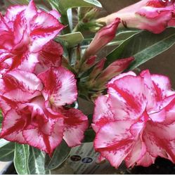 6” bonsai desert rose