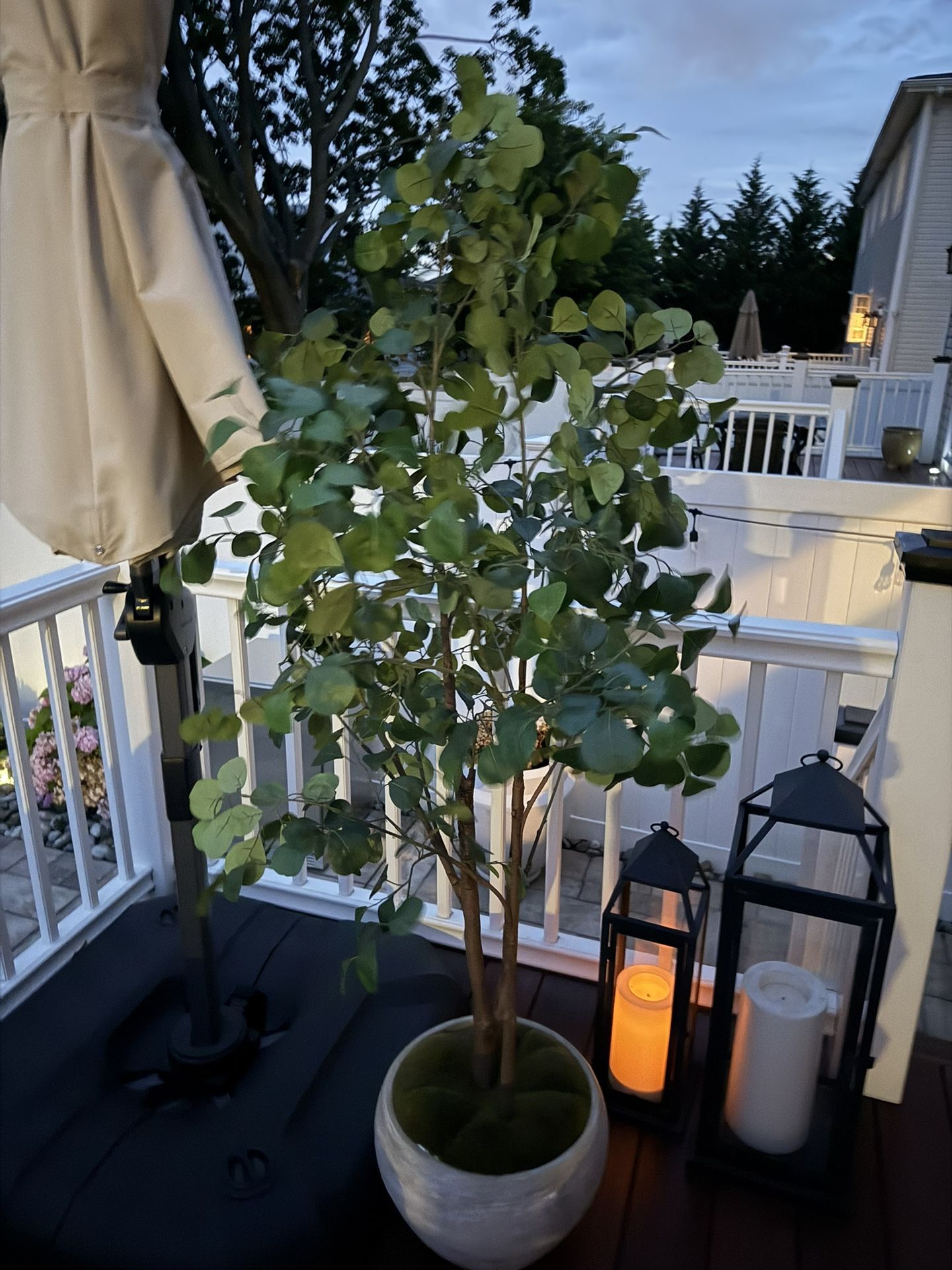 Indoor Plant Like New 6ft