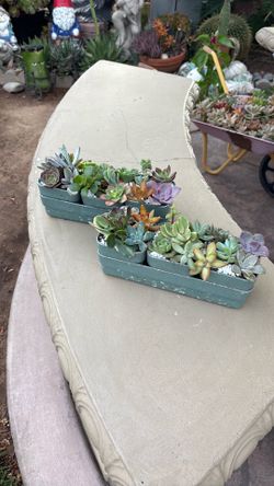 SUCCULENT CUTTING ARRANGEMENTS