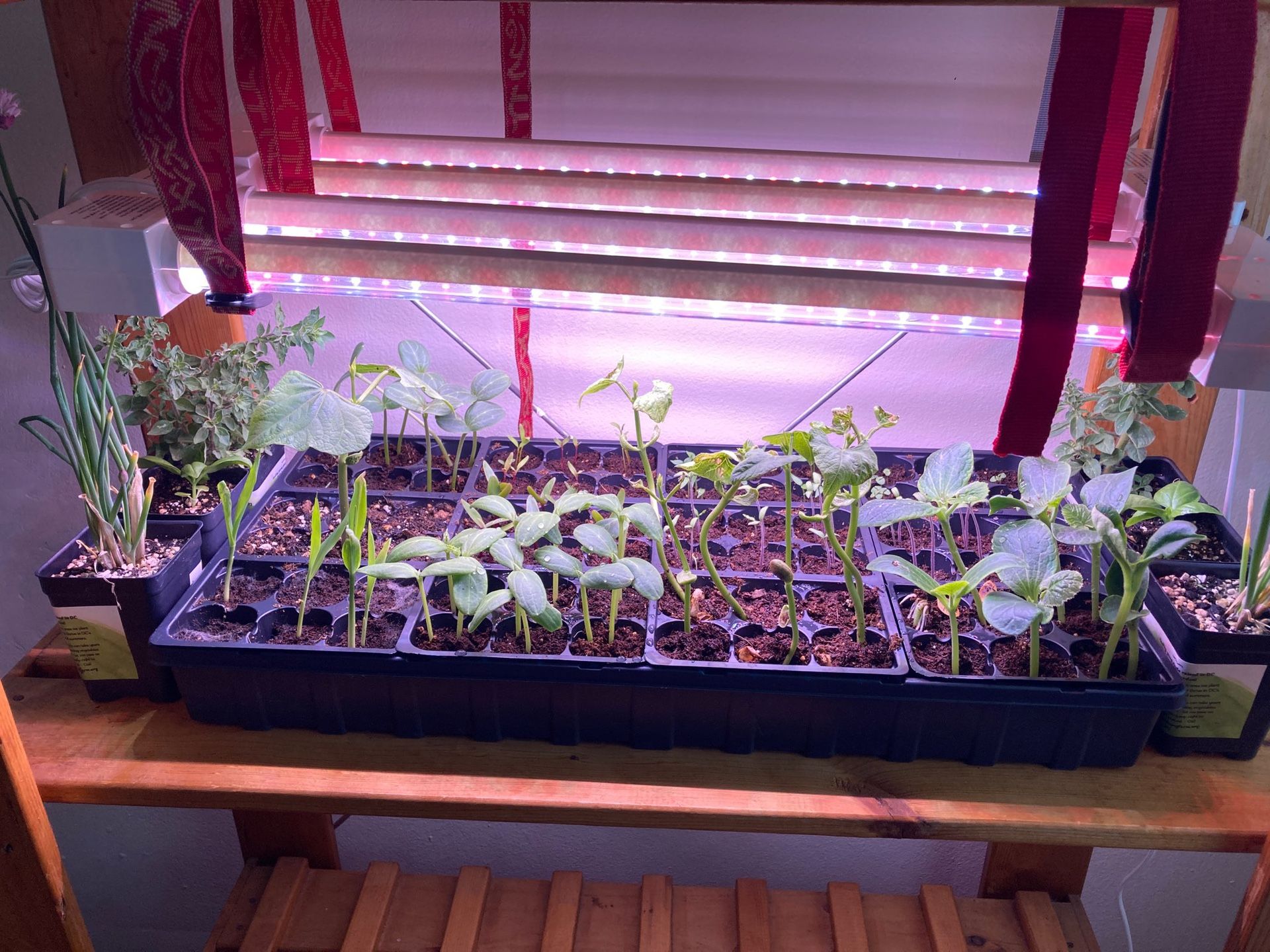 LED Grow Light