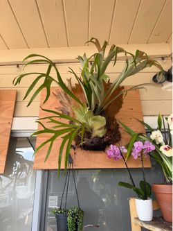 Plants sale