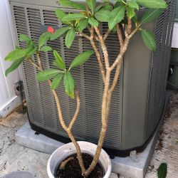 Plumeria Frangipani Fuchsia Queen
