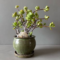 Live Jade Plant 1.6' Healthy Succulent Green Ceramic Pot Low Maintenance