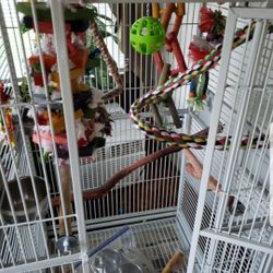 Parrot Cage