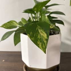 Golden Pothos 