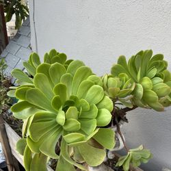 Aeonium Plant 