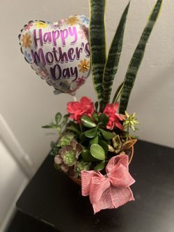 Mother’s Day Plants