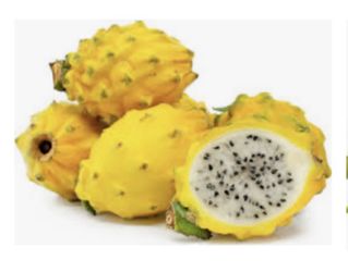 Palora (Yellow) Dragon Fruit with Pot & Trellis