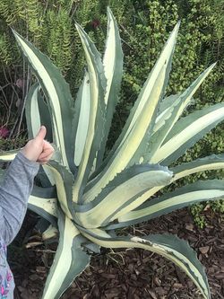 Agave (mature) Large Size And Mini Sizes