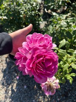 Perfume factory rose