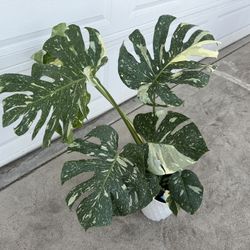 Huge Monstera Thai Cons
